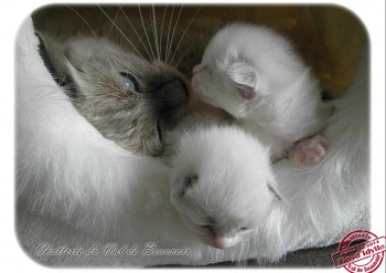 Idylle et ses chatons - 1 semaine - Chatterie Ragdolls du Val de Beauvoir